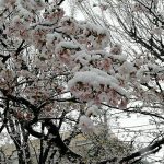 雪桜